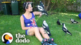 Woman Gives Toys to a Wild Magpie — and He Invites His Friends Over to Play | The Dodo Wild Hearts