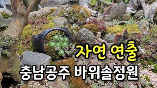 충남 공주시 자연 연출 바위솔정원 이렇게 해도 잘되요~!!