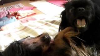 longhair dachshund attacked by pekingese