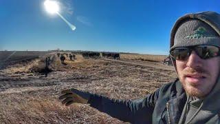 Moving Cows Down the Dusty Trail