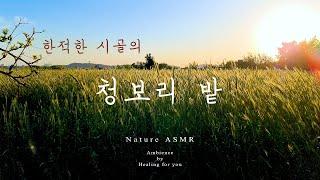ASMR nature sounds 8 hours, Sound of wind in green barley field, rural landscape,