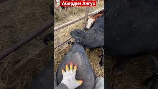 Продажа Оптом Быков порода Абердин Ангус из России на экспорт 