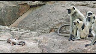 Langur Monkeys Grieve Over Robot Monkey