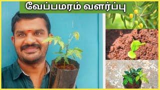 வேப்பமரம் வளர்ப்பது எப்படி? How to Grow Neem Tree from Seed in Tamil?