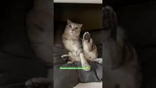 Кот Тимофей в шоке | включи своему коту #cat #кот #животные #приколы