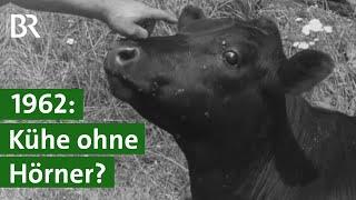 Genetisch hornlose Rinder - im Jahr 1962 eine Sensation | Unser Land | BR