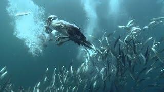 Preview - Little Forage Fish are a Big Deal | Pew & This American Land