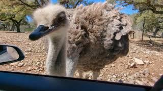 Ostrich feeding by hand