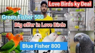 Pakistan KY sab sa sasti birds Market #muddasir #birds #03096188063