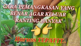 CARA YANG BENAR PEMANGGKASAN MANGGA AGAR RIMBUN DAN PERCABANGAN BAGUS