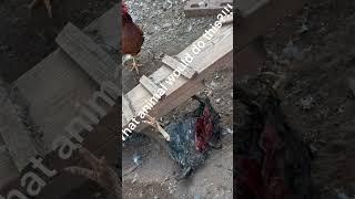 What the heck happened!!! #chicken #dead #whathappend #mudermystery