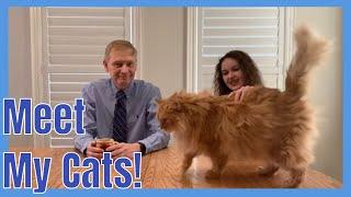 Introducing Our Cats! Meet Dr. Moran's Cats! 