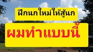 ฝึกนกใหม่ให้สู้นกผมทำแบบนี้