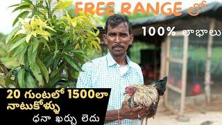 #20 గుంటల లో 1500 నాటుకోళ్ళు free range farming#Natukolla pempakam in telugu.@Houseoffarming