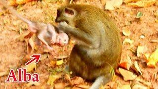 Emergency Rescue Alba !!! Poor baby Alba was terrified by Own Mom Anna | Alba got Hurt Deep  shocked