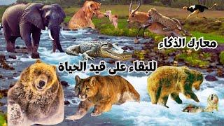 تجميعة لأخطر المعارك الرئيسية للحيوانات الأكثر ذكاءً في 2023 شاهد الإثارة والتشويق
