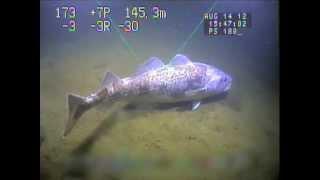 Pacific Cod (Gadus macrocephalus) in Puget Sound