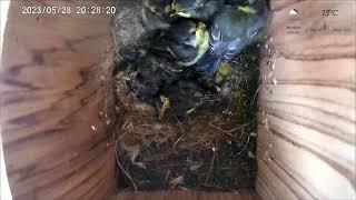 28 May pM 2023 livestream  - 4  chicks remaining from 11 - female parent absent since 16th May