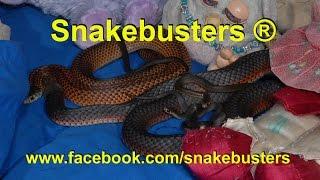 Bed of Death, deadly snakes have babies in kids bed under pillow!