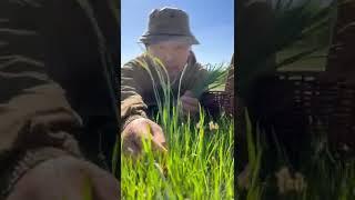 PandaSakha - #fieldonions #pandasakha #PandaSakha #short