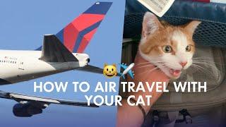 How to Air Travel with Your Cat: FIRST FLIGHT Tips