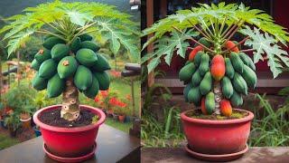 How to grow super beautiful dwarf papaya trees