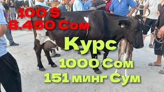 Кыргызстон Учкун мол бозори СИГИРЛАР нархлари 1 чи видео Узим 10 та олдим майдасидан