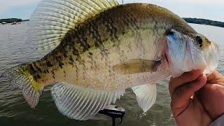 WHERE TO FIND CRAPPIE IN JUNE? SUMMER CRAPPIE FISHING 2024!