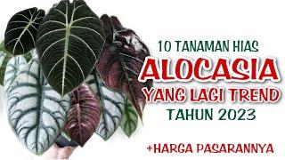 10 Tanaman Hias Alocasia Yang Lagi Trend Tahun 2023