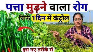 फसलों में लीफ कर्ल/पत्ता मरोड़ रोग  कंट्रोल | Leaf Curl Virus Control | thrips control | Hm virofin