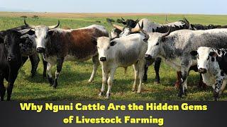 Nguni Cattle | Everything Farmers Need to Know About This Remarkable Breed