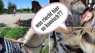 AM STALL FAUNITA OHNE SATTEL REITEN I 13 08 2017 I LIFELOVENIKI Fauni