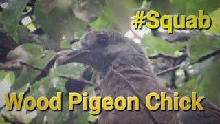 Wood Pigeon Chick #Squab