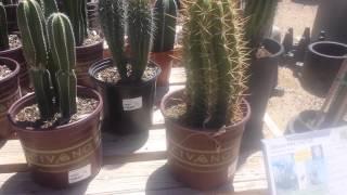 Civano Nursery - Cacti Tour