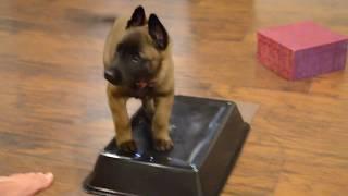 Belgian Malinois—Mishka—7 weeks old learning "More Place!"