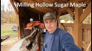 Hollow Sugar Maple on the Wood-Mizer LT15