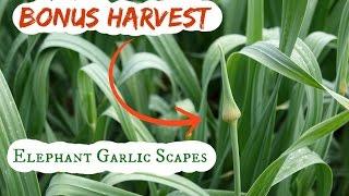 Elephant Garlic Scapes: picking, freezing, impact on garlic harvest