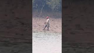 sundarban tiger attack #sundarban #sundarbanfishing #shortvideo