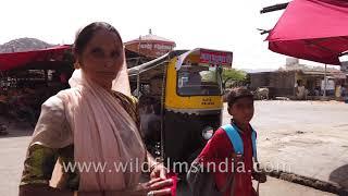 Cow and calf laze in summer sun in Jalore town, Rajasthan