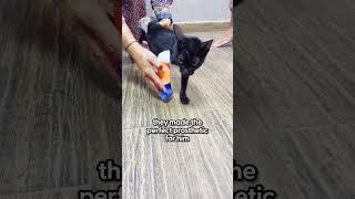 “Rotting” Three Legged Cat Has The Most Inspiring Glow-Up | The Dodo