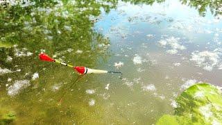 РЫБАЛКА НА ПОПЛАВОК В КУВШИНКАХ. Хитрые карпы ,но мы хитрее.