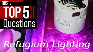 5 Answers to Get MORE Out of Your Reef Tank’s Refugium Light!