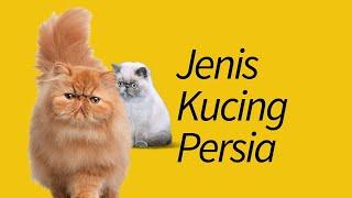 Jenis Kucing Persia—Dijamin Baru Denger!