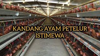 KANDANG AYAM PETELUR ISTIMEWA, BAGUS SEKALI #VIRAL #AYAMPETELUR #BETERNAK