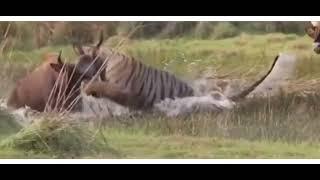 Tiger Attack on Indian Gaur || Tadoba National Park || Tiger || Tiger Vs Bison or Indian Gaur