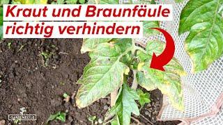 Kraut und Braunfäule an Tomaten - So wirst du sie los!