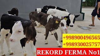 REKORD FERMA No1. Buzoqlar GIBRIT UKRAINKA BUQACHALA Sotiladi. ️900496565 ️930025757 ️886575757