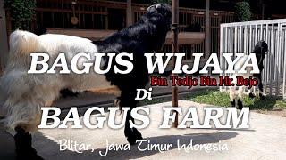 PEJANTAN TANGGUH BAGUS FARM || BAGUS WIJAYA