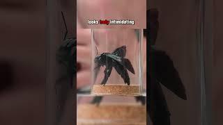 What Happens If a GIANT BLACK BEE Stings You