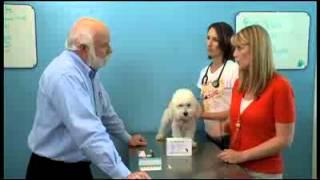 Risks of Over-vaccinating Pets